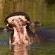 Hippo Water Front Lodge - 270817