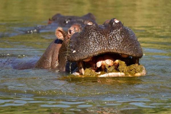 Hippo Water Front Lodge - 270818