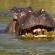 Hippo Water Front Lodge - 270818