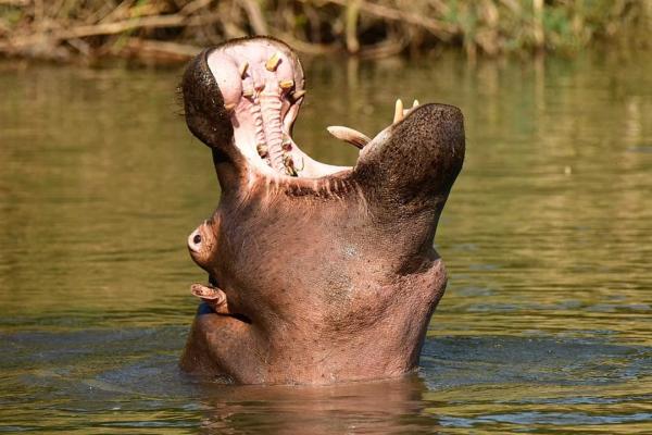 Hippo Water Front Lodge - 270825