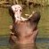 Hippo Water Front Lodge - 270825