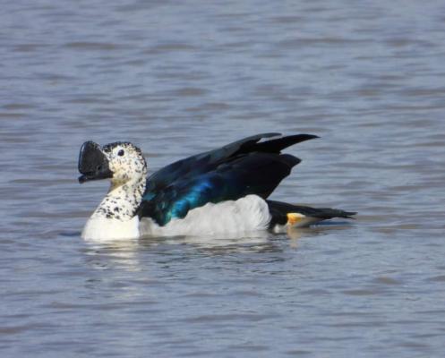 Hippo Water Front Lodge - 270834