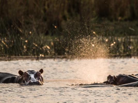 Mvuu Lodge - 270839