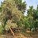 Mvuu Lodge - 270844