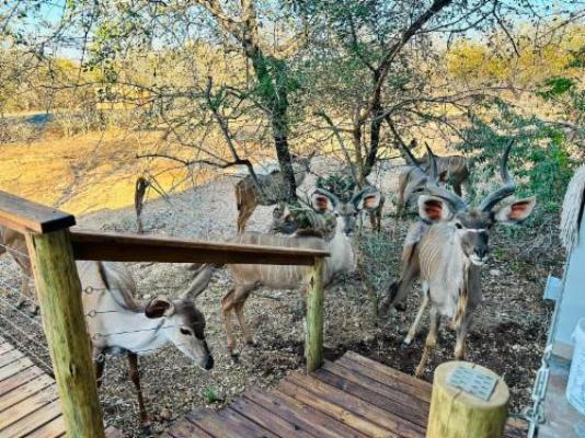 Springbokkie- Marloth Park Getaway - Natural landscape