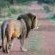 Lion's Den Game Lodge - Natural landscape