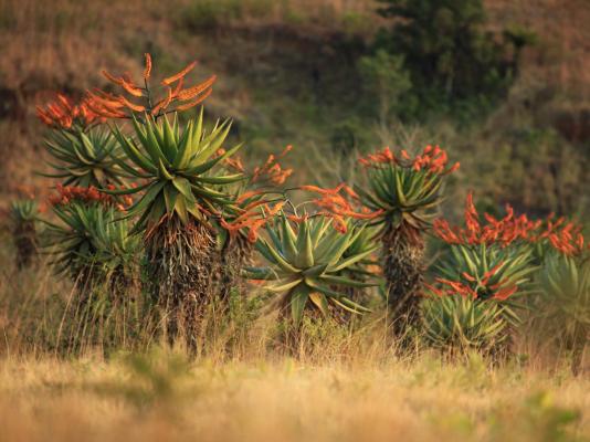 Mlilwane Wildlife Sanctuary - 271354
