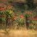 Mlilwane Wildlife Sanctuary - 271354