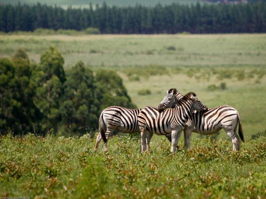 Mlilwane Wildlife Sanctuary - 271355