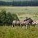 Mlilwane Wildlife Sanctuary - 271355