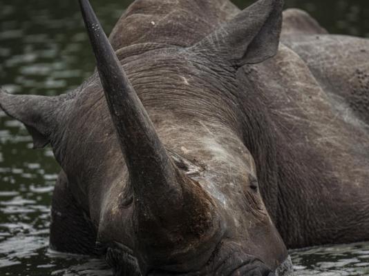 Mkhaya Game Reserve - 271404