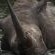 Mkhaya Game Reserve - 271404