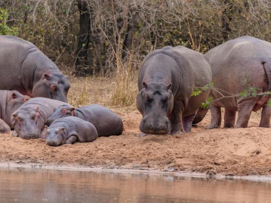 Mkhaya Game Reserve - 271416