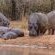 Mkhaya Game Reserve - 271416
