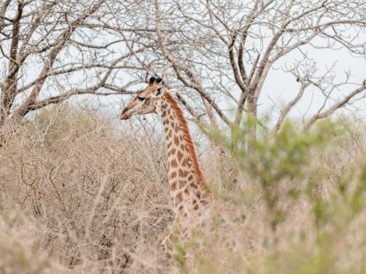 Mkhaya Game Reserve - 271418