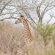 Mkhaya Game Reserve - 271418