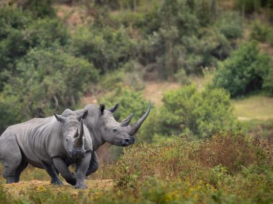 Botlierskop Private Game Reserve - 271632