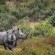 Botlierskop Private Game Reserve - 271632
