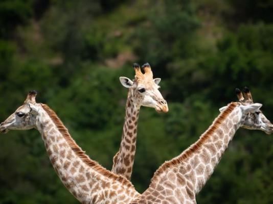 Botlierskop Private Game Reserve - 271633