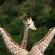 Botlierskop Private Game Reserve - 271633