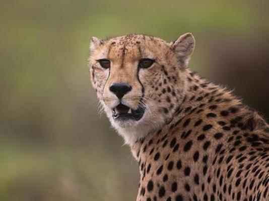 Botlierskop Private Game Reserve - 271634