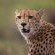 Botlierskop Private Game Reserve - 271634