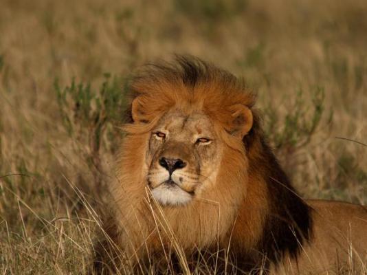 Botlierskop Private Game Reserve - 271635