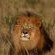 Botlierskop Private Game Reserve - 271635