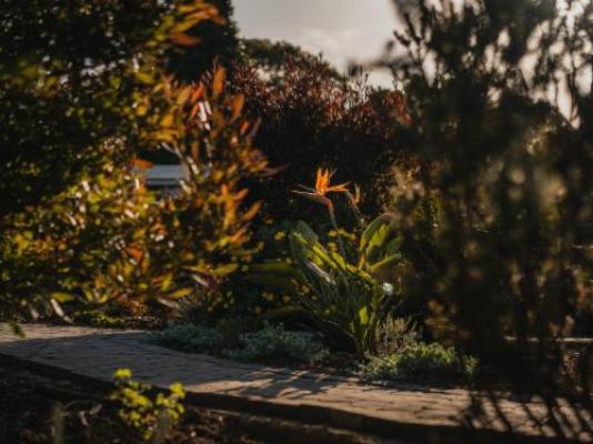 Cape Panorama Lodge - Garden