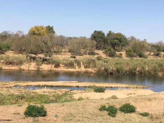 Sabie River Bush Lodge - 271776