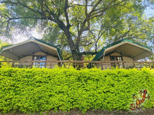 Sabie River Bush Lodge - 271839