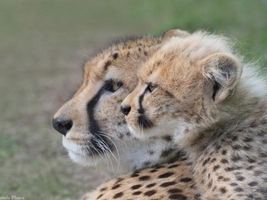 Emdoneni Lodge with Zululand Cat Conservation - 271975