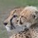 Emdoneni Lodge with Zululand Cat Conservation - 271975