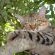 Emdoneni Lodge with Zululand Cat Conservation - 271976