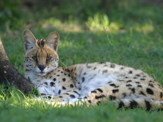 Emdoneni Lodge with Zululand Cat Conservation - 271977