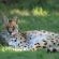 Emdoneni Lodge with Zululand Cat Conservation - 271977