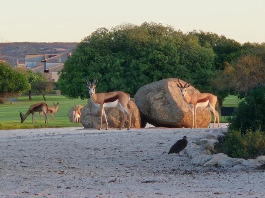 Langebaan Country Estate - 272369