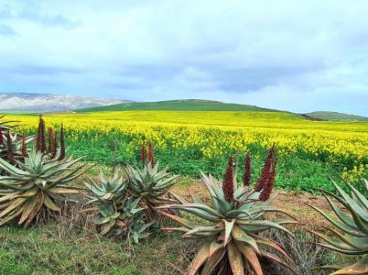 Renosterveld Eco Pods - Neighbourhood