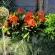 Eversview Guesthouse - Garden