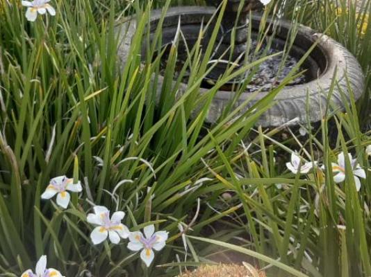 Eversview Guesthouse - Garden