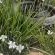 Eversview Guesthouse - Garden