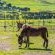 Anna Beulah Farm - Bird's eye view