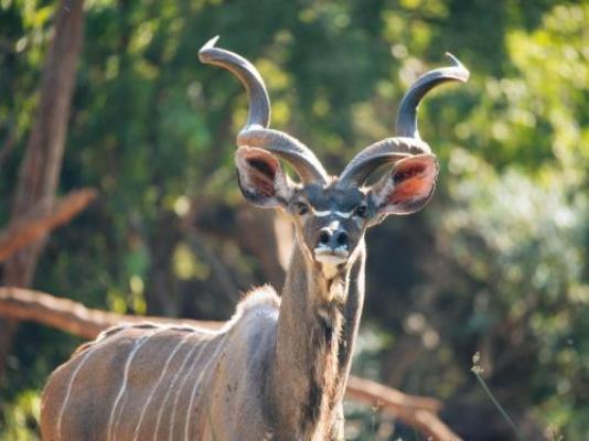 Lindani Game and Lodges - Natural landscape