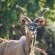 Lindani Game and Lodges - Natural landscape