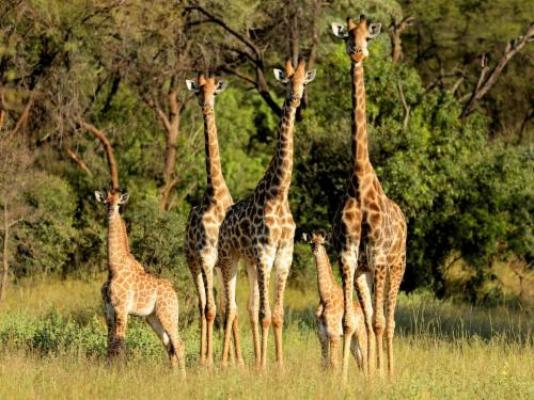 Lindani Game and Lodges - Natural landscape