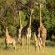 Lindani Game and Lodges - Natural landscape