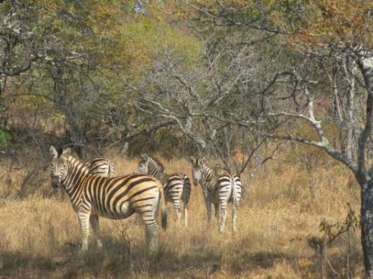 Lindani Game and Lodges - Natural landscape