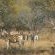 Lindani Game and Lodges - Natural landscape