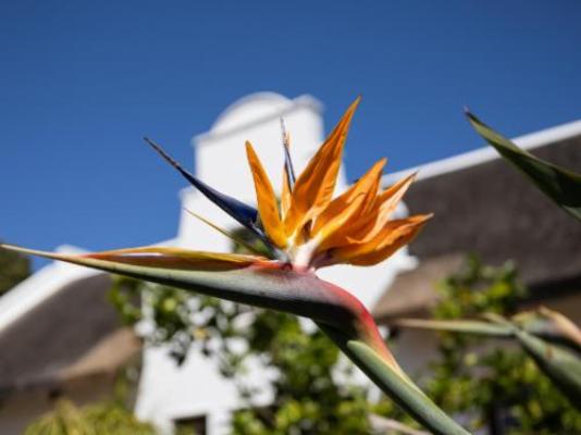 Cape Village Lodge - Garden