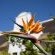 Cape Village Lodge - Garden